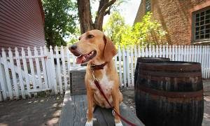 Dog in Yard